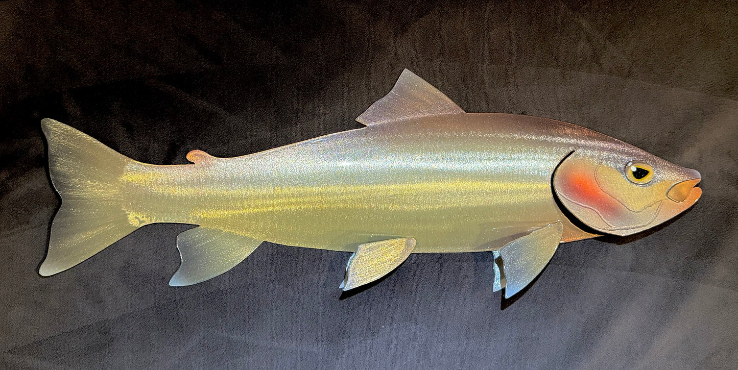 Mountain Whitefish - 15”
